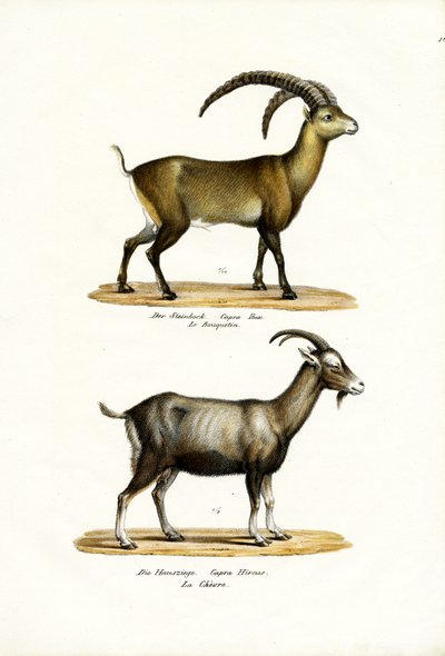 Ibex, 1824 - Karl Joseph Brodtmann